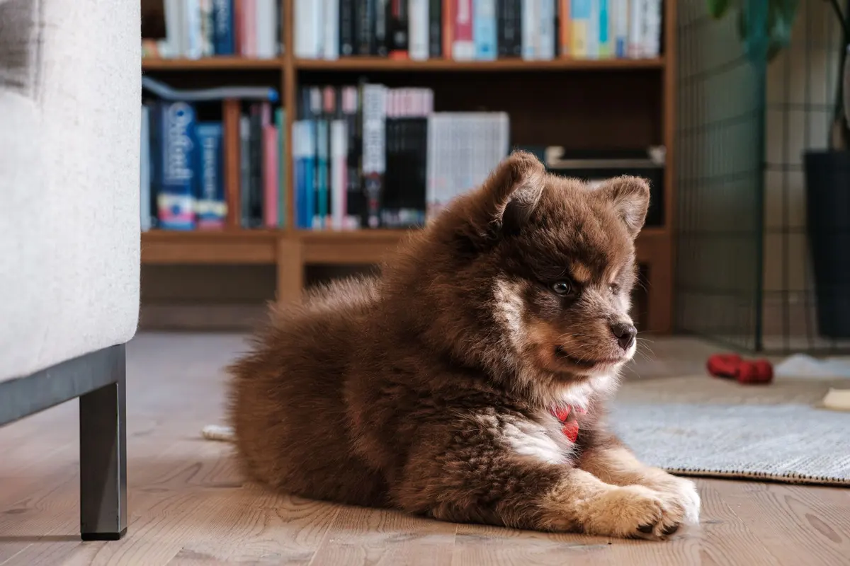 A dog lying on a wood-look floor in a family home